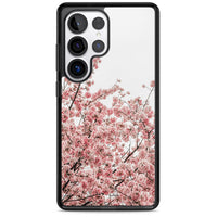 Cherry Blossom Bloom